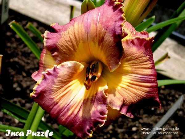 catalog/images/startseite/Inca Puzzle.jpg